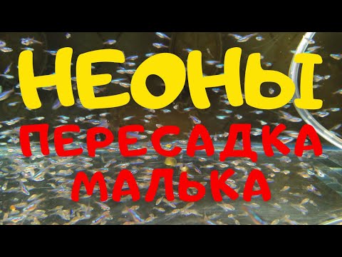 Видео: НЕОН ГОЛУБОЙ - ПЕРЕСАДКА МАЛЬКА