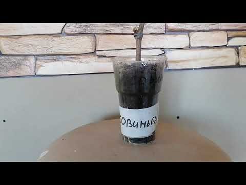 Видео: Что делать если у черенка нет корней