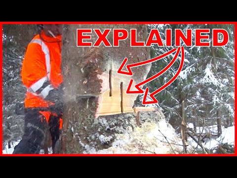 Видео: Объяснение таинственной техники вырубки АКУЛЫ-ЖАБРЫ