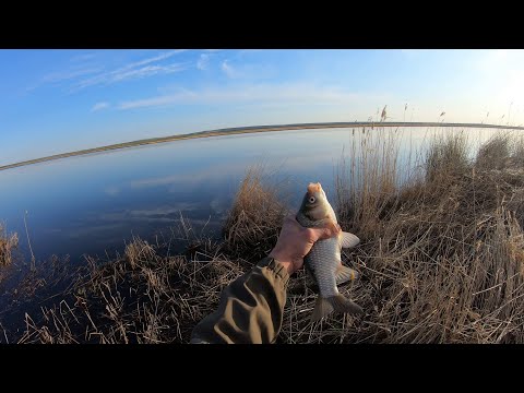 Видео: ЗДЕСЬ ВАЛОМ КАРАСЯ, ПОЙМАЕТ КАЖДЫЙ!!! КАРАСЬ НА УДОЧКУ, ФИДЕР. ОТКРЫТИЕ ЛЕТНЕГО СЕЗОНА 2023 г.