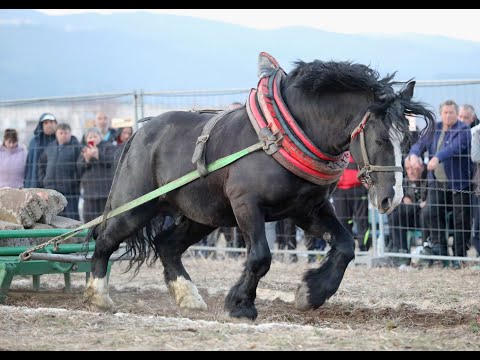 Видео: Първо за годината състезание с Тежковозни  коне в България, 17.02.2024, гр. Панагюрищe /част II