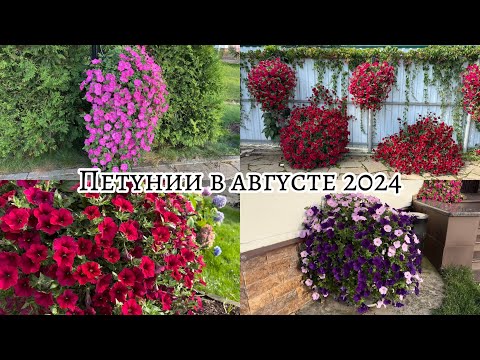Видео: 31 августа 2024г . Обзор петуний ! Результат эксперимента по прищипке !