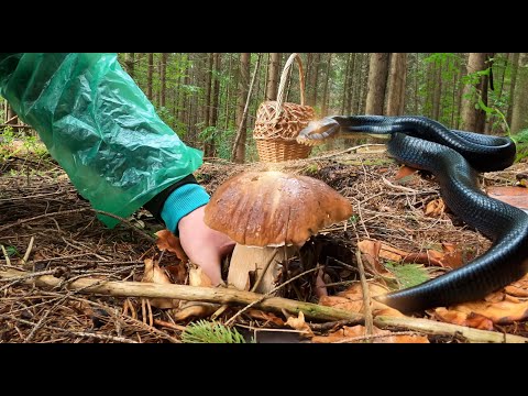 Видео: Секретный лес - БЕЛЫЕ ГРИБЫ и ЗМЕЯ - ЛИЛИЯ В ШОКЕ СКОЛЬКО ИХ ТАМ - Карпаты №2