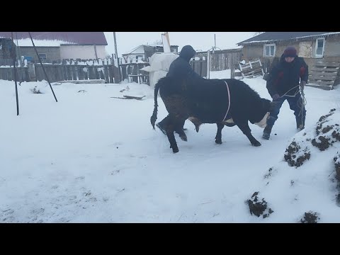 Видео: Бұқаларды далаға шығару,бұзауларға ,сиырларға шолу жасау.