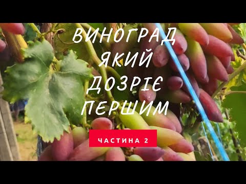 Видео: ОГЛЯД УЛЬТРОРАННІХ СОРТІВ ВИНОГРАДУ ! Частина друга