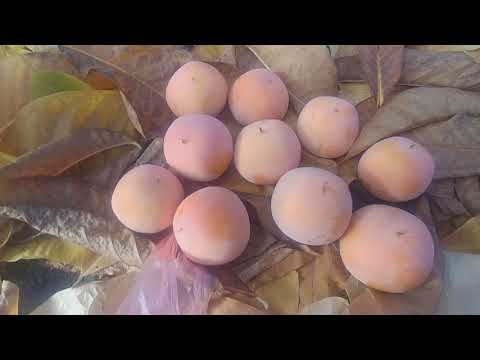 Видео: Хурма НИКИТСКАЯ БОРДОВАЯ в Беларуси, конец октября.