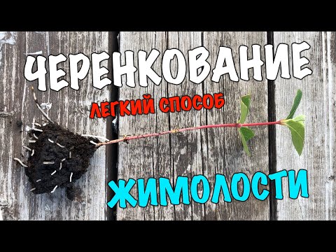 Видео: Как размножить жимолость. Укоренение черенков. Быстро и просто