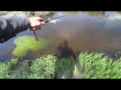 Видео: Форель на малых реках! Трофейная рыбалка!
