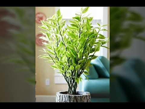 Видео: Педилантус. Опадают листья. Что делать. Ответ подписчику