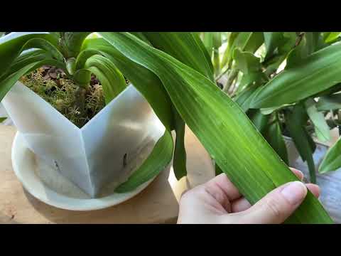 Видео: Ринхостилис гигантея реанимация