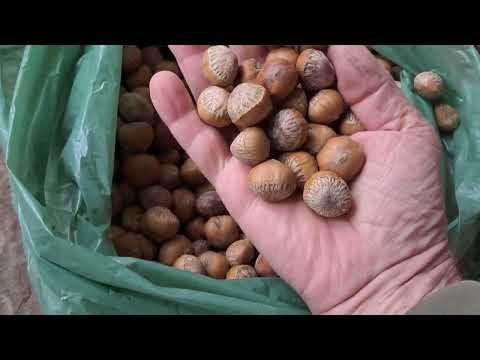Видео: Крупноплодний Медвежий горіх сорт Бершадьский. 