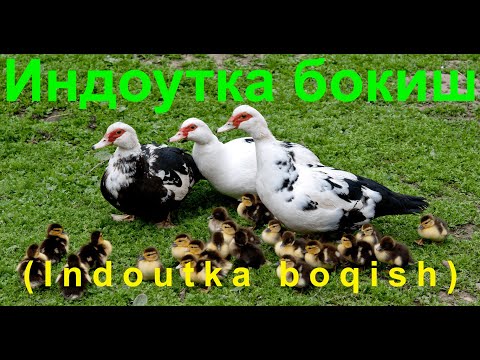 Видео: Индоутка бокиш (Indoutka boqish) Видео №3