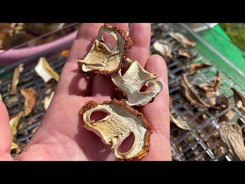 Видео: Как посушить грибы и сохранить
