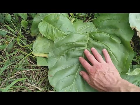 Видео: Ломаем зрелые листы махорки выращиваем второй урожай