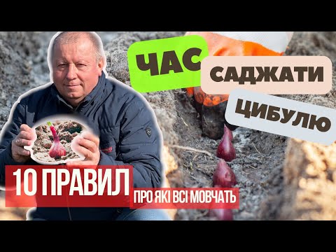 Видео: Не Висаджуй Цибулю, поки Не Дізнаєшься цих 10 Правил