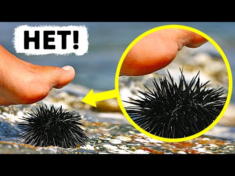 Видео: Если вы наступите на это морское создание, у вас будет всего пара секунд, чтобы найти помощь
