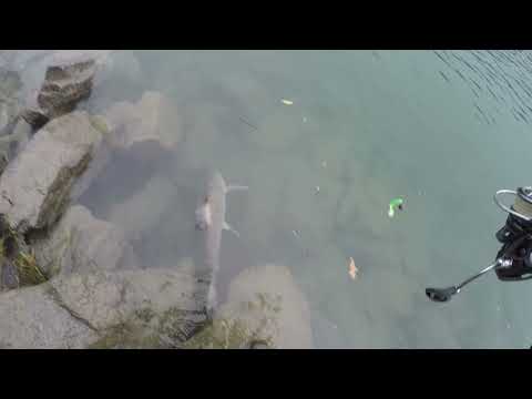 Видео: Снова на рыбалку.Я паходу Браконьер, рыба не клюет а багрится. #рыбалка #франция #рейн #sportex