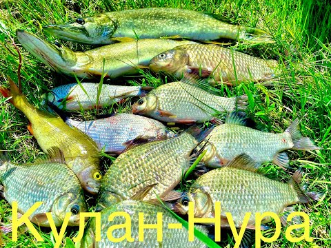 Видео: Кулан-Нура, щука, окунь, карсь, лещ, плотва, Рыбалка в Казахстане.