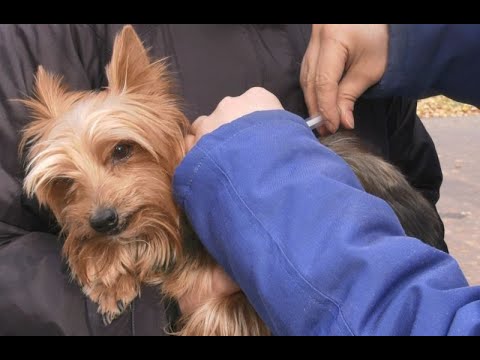 Видео: Щеплення домашніх тварин від сказу