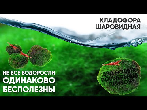 Видео: Кладофора шаровидная. Не все водоросли одинаково БЕСполезны