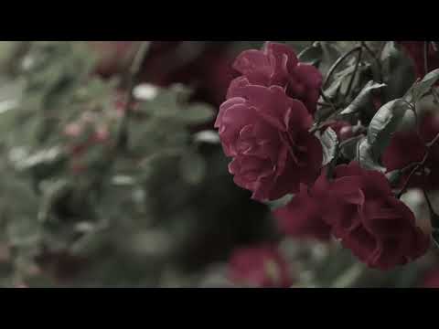 Видео: 2 минуты назад