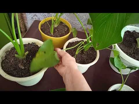 Видео: Калла  Эфиопская. С клумбы по горшкам и в квартиру! 🌿