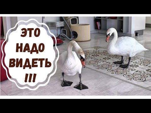 Видео: Лебеди и Кот, это надо видеть!