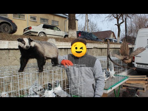 Видео: Самые Сильные Заводчики Птиц и Кроликов в одном Месте