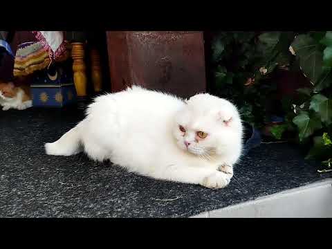 Видео: Це шок ! Кіт Пушок ображає кота Маркуса без причини.