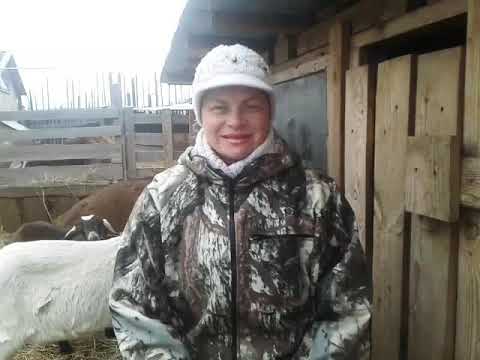 Видео: Ответы на Ваши вопросы🐐