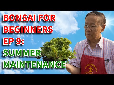 Видео: Бонсай для начинающих 9: можжевельник Procumbens Nana, летний уход.
