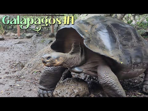Видео: Галапагосы #1 - Перелёт, Ограничения и Исследовательский Центр