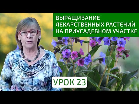 Видео: Выращивание лекарственных растений на приусадебном участке