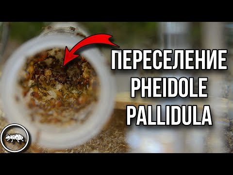 Видео: ЗАСЕЛЯЕМ PHEIDOLE PALLIDULA В ФОРМИКАРИЙ // ЧТО С НИМИ СЛУЧИЛОСЬ? // AntKeeper