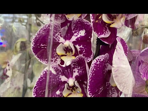 Видео: Орхидеи в Леруа Мерлен. Удивительный ассортимент! Радость без меры! Новокузнецк 2.11.21
