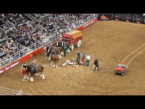 Видео: Авария фургона Budweiser на SA Rodeo 2023
