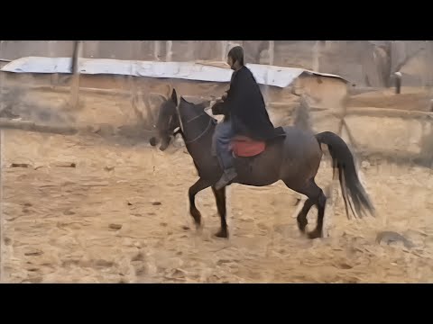 Видео: Архив, деҳаи Зиддӣ 