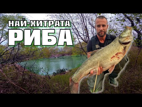 Видео: КАК ДА  ХВАНЕМ НАЙ-ХИТРАТА РИБА? ВСИЧКО за РАСПЕРА !