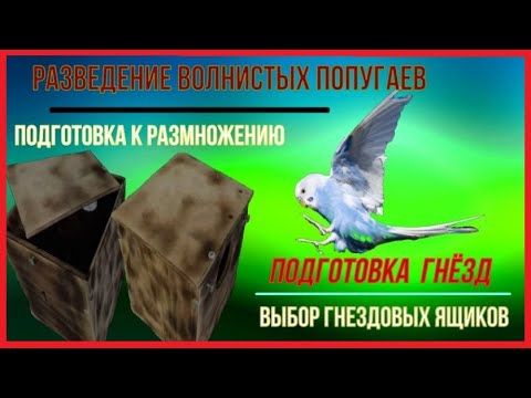 Видео: волнистые попугаи подготовка к разведению /гнёзда для попугаев / виды дуплянок