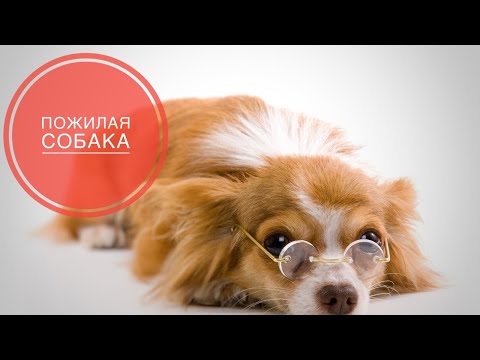 Видео: Пожилая собака