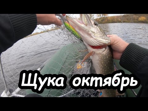 Видео: Щука в октябре на воблеры