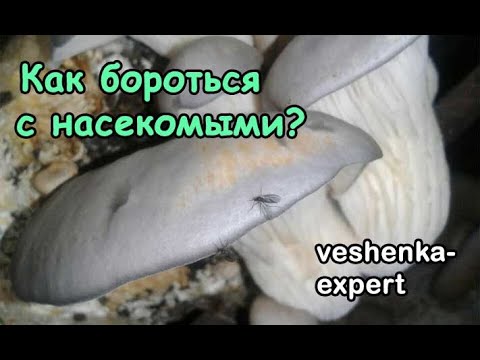 Видео: Как избавиться от мошки на грибах вешенка? Личинки едят грибы. Борьба с насекомыми
