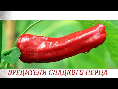 Видео: Вредители сладкого перца