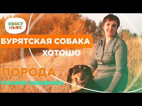 Видео: Бурятская собака Хотошо