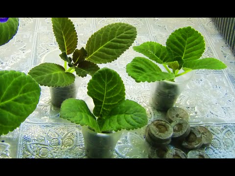 Видео: 🌼Укоренение ГЛОКСИНИЙ макушками в торфяных таблетках !🌼🌱How to grow gloxinia part №25