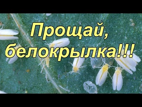 Видео: Белокрылка- метод борьбы с ней водой! 2 хороших метода борьбы с белокрылкой!