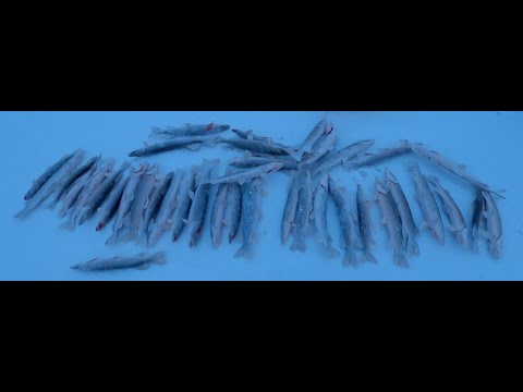 Видео: Камера подвела, но рыбалка состоялась.