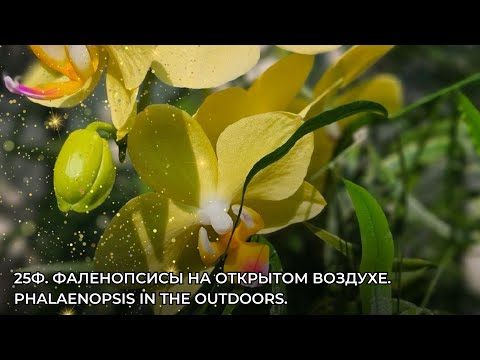 Видео: 25Ф. Фаленопсисы на открытом воздухе. Phalaenopsis in the outdoors.