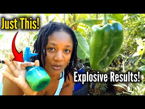 Видео: Больше никакой мучнистой росы/корневой гнили/грибка! Простой рецепт из двух ингредиентов!