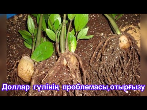 Видео: ДОЛЛАР ГҮЛІ НЕГЕ ӨСПЕЙДІ?🤯ҚАЙТА ОТЫРҒЫЗУ КЕРЕК ПЕ❓❓❓